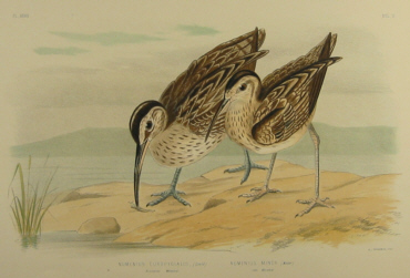 Birds of Australia, Broinowski