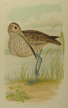 Birds of Australia, Broinowski