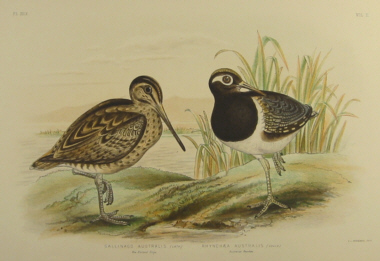 Birds of Australia, Broinowski