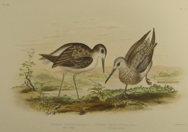 Birds of Australia, Broinowski