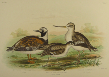 Birds of Australia, Broinowski