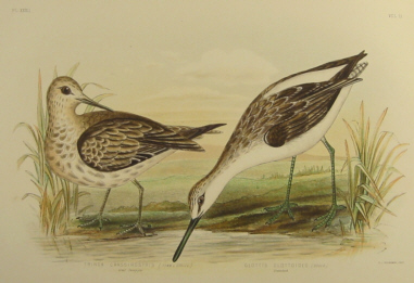 Birds of Australia, Broinowski