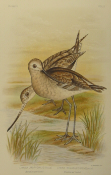 Birds of Australia, Broinowski