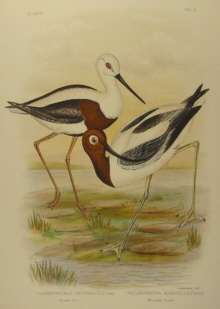 Birds of Australia, Broinowski