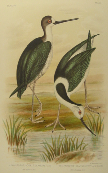 Birds of Australia, Broinowski