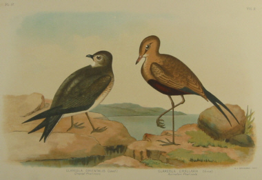 Birds of Australia, Broinowski