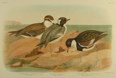 Birds of Australia, Broinowski