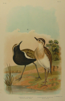 Birds of Australia, Broinowski