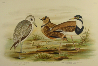 Birds of Australia, Broinowski