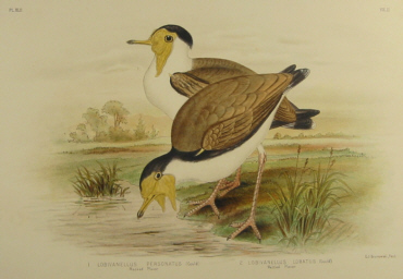 Broinowski Birds of Australia