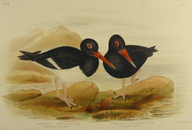 Broinowski Birds of Australia