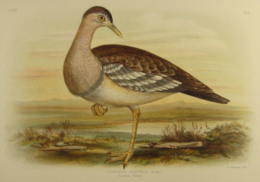 Broinowski Birds of Australia