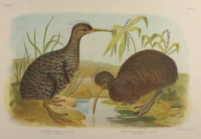 Broinowski Birds of Australia