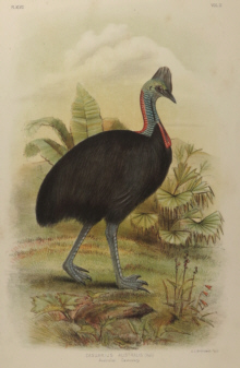 Broinowski Birds of Australia