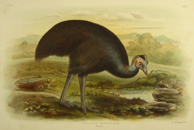 Broinowski Birds of Australia