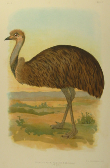 Broinowski Birds of Australia