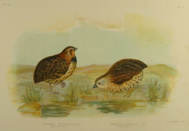 Broinowski Birds of Australia