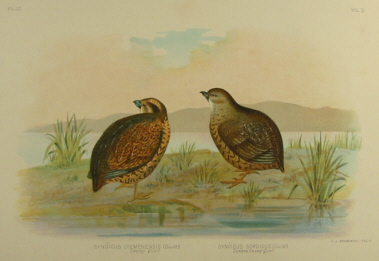 Broinowski Birds of Australia