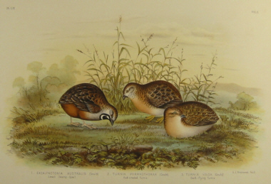 Broinowski Birds of Australia