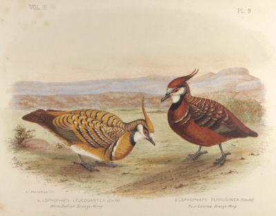 Broinowski Birds of Australia