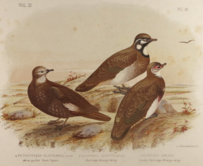 Broinowski Birds of Australia