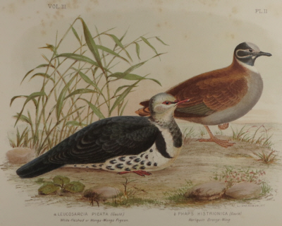 Broinowski Birds of Australia