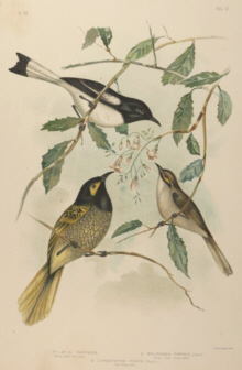 Broinowski Birds of Australia