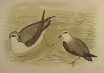 Birds of Australia, Broinowski