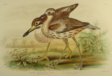 Broinowski Birds of Australia