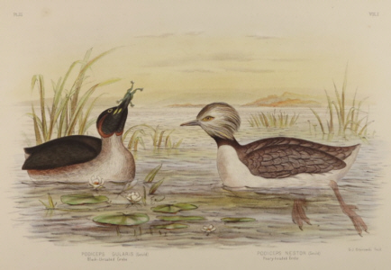 Broinowski Birds of Australia