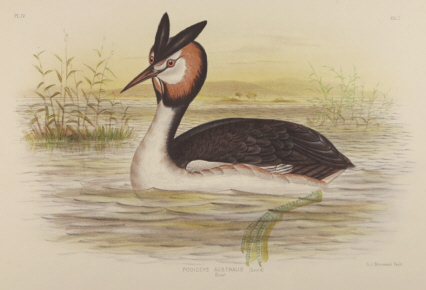 Broinowski Birds of Australia