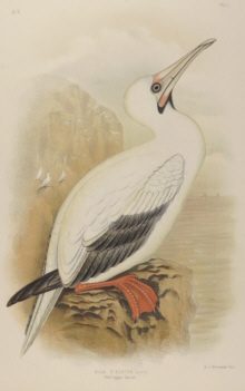 Broinowski Birds of Australia