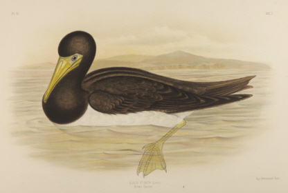 Broinowski Birds of Australia