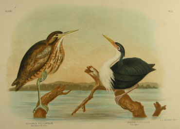 Birds of Australia, Broinowski