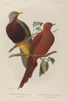 Broinowski Birds of Australia