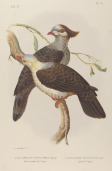 Broinowski Birds of Australia