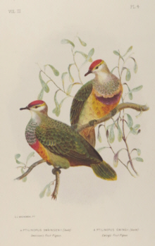 Broinowski Birds of Australia