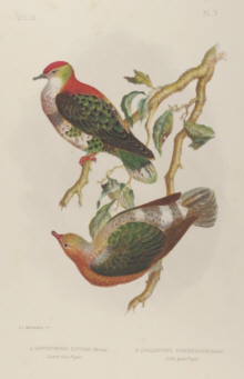 Broinowski Birds of Australia