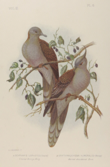 Broinowski Birds of Australia