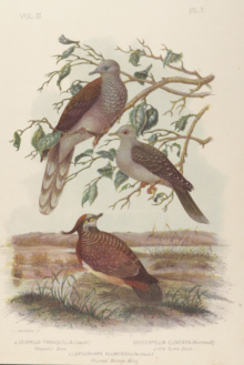 Broinowski Birds of Australia