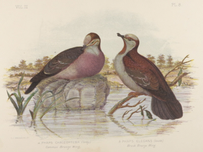 Broinowski Birds of Australia