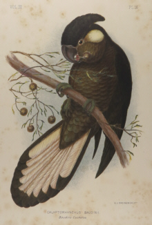 Broinowski Birds of Australia