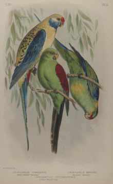 Broinowski Birds of Australia