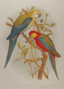 Broinowski Birds of Australia