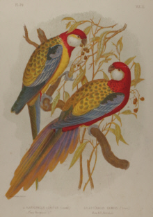 Broinowski Birds of Australia