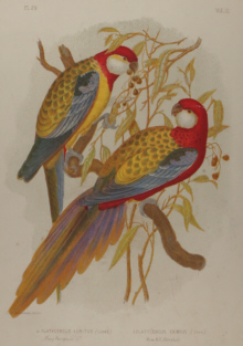 Broinowski Birds of Australia