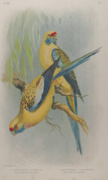 Broinowski Birds of Australia