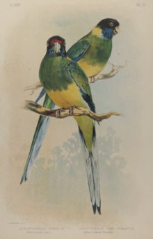 Broinowski Birds of Australia