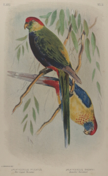 Broinowski Birds of Australia