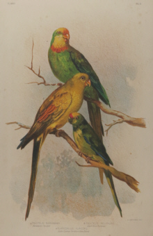 Broinowski Birds of Australia